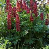 25 x Lupinus 'Gallery red' - Lupine in 9x9cm pot met hoogte 5-10cm