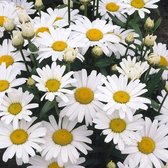 12x Margriet (Leucanthemum ‘Alaska’) - P9 pot (9x9)