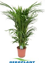 Kamerplant van Botanicly – Goudspalm – Hoogte: 85 cm – Dypsis lutescens