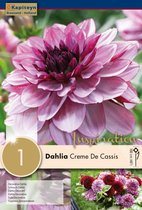 Dahlia 'Creme de Cassis' - zomerbollen