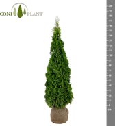 De Thuja Occidentalis smaragd 160-180 haagplant/solitaire conifeer