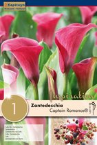 Zantedeschia Captain Romance ® Syn. Calla