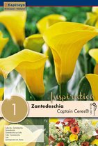 Zantedeschia Captain Ceres® Syn. Calla - zomerbollen