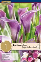 Zantedeschia Captain Promise ® Syn. Calla