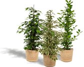 Set van 3 - Ficus Benjamina Danielle 95cm hoog, 21Ø + Ficus Benjamina Twilight 95cm hoog, 21Ø - Ficus Microcarpa Moclame 95cm hoog, 21Ø - Kamerplant - Met mand