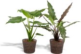 Tropische kamerplanten set in mand - Alocasia Cucullata 60cm, ø19 + Alocasia Lauterbachiana 75cm, ø19 - Makkelijke kamerplanten - Tropische planten in mand - Luchtzuiverend - Vers van de kwek