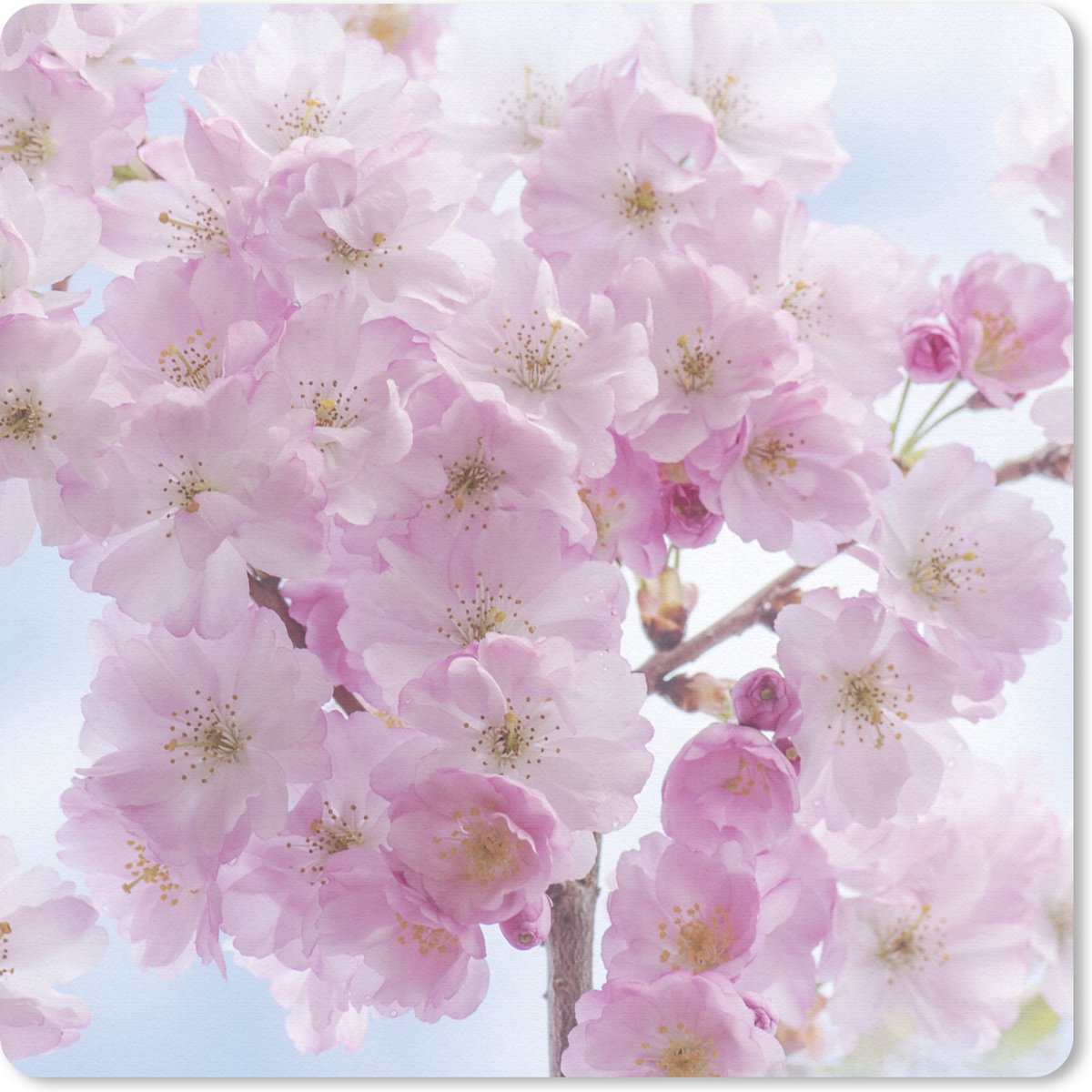 Muismat 20x20 cm - Mousepad Bloesem - Kersenboom - Lente - Muismatten