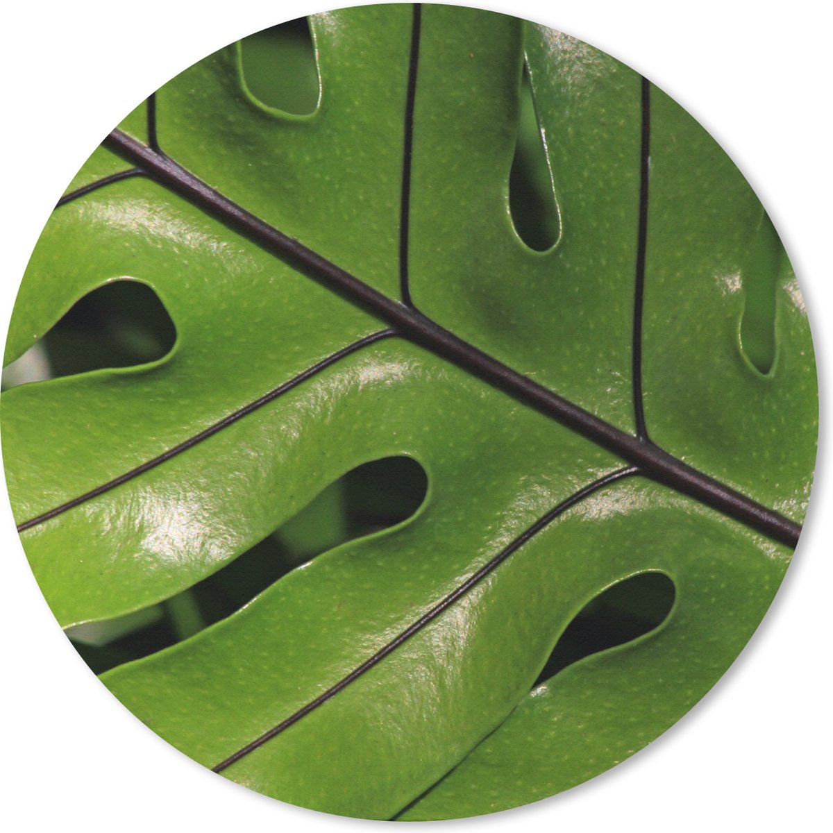Muismat rond 40x40 cm - Mousepad Tropisch botanisch blad glanzend onder de zon - Ronde muismatten