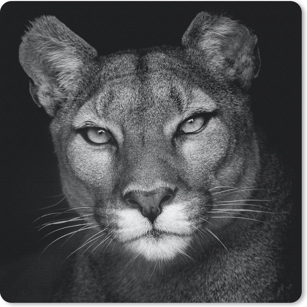 Muismat 30x30 cm - Mousepad Dierenprofiel poema in zwart-wit - Muismatten