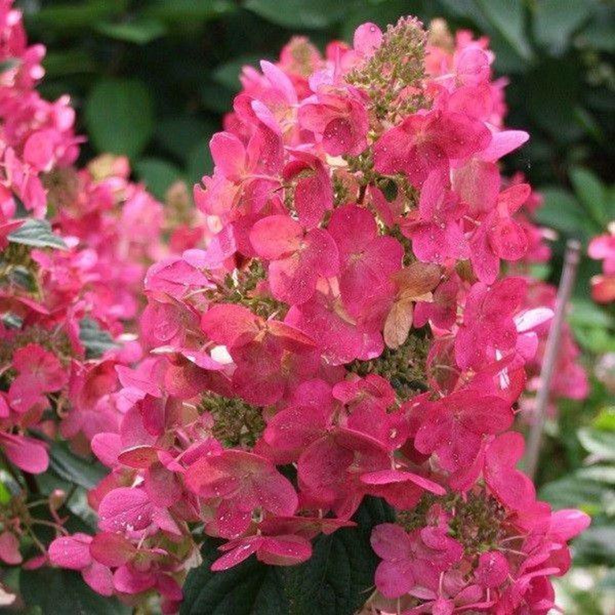1x Hydrangea paniculata 'Mega Mindy'® - Hortensia - Planthoogte 30-40 cm in pot