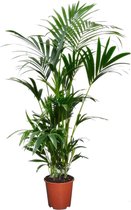 Plant in a Box - Howea Forsteriana - Kentia palm - Groene kamerplant - Pot 18cm - Hoogte 90-100cm