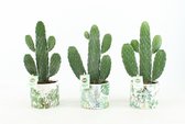 Cactussen van Botanicly – 3 × Opuntia Consolea in gevormde keramiek pot als set – Hoogte: 35 cm