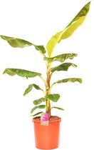 Kamerplant van Botanicly – Musa acuminata Dwarf Cavendish – Hoogte: 120 cm