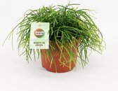 Cactus van Botanicly – Rotskoraal – Hoogte: 20 cm – Rhipsalis Oasis