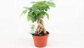 Kamerplant van Botanicly – China Doll plant – Hoogte: 35 cm – Radermachera