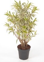 Kamerplant van Botanicly – Drakenboom – Hoogte: 100 cm – Dracaena reflexa Song of India