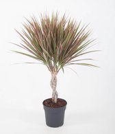 Kamerplant van Botanicly – Drakenboom – Hoogte: 60 cm – Dracaena Bicolour
