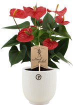 Kamerplant van Botanicly – Flamingoplant in witte keramische pot als set – Hoogte: 36 cm – Anthurium Esudo