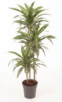 Kamerplant van Botanicly – Drakenboom – Hoogte: 140 cm – Dracaena fragrans Ulises