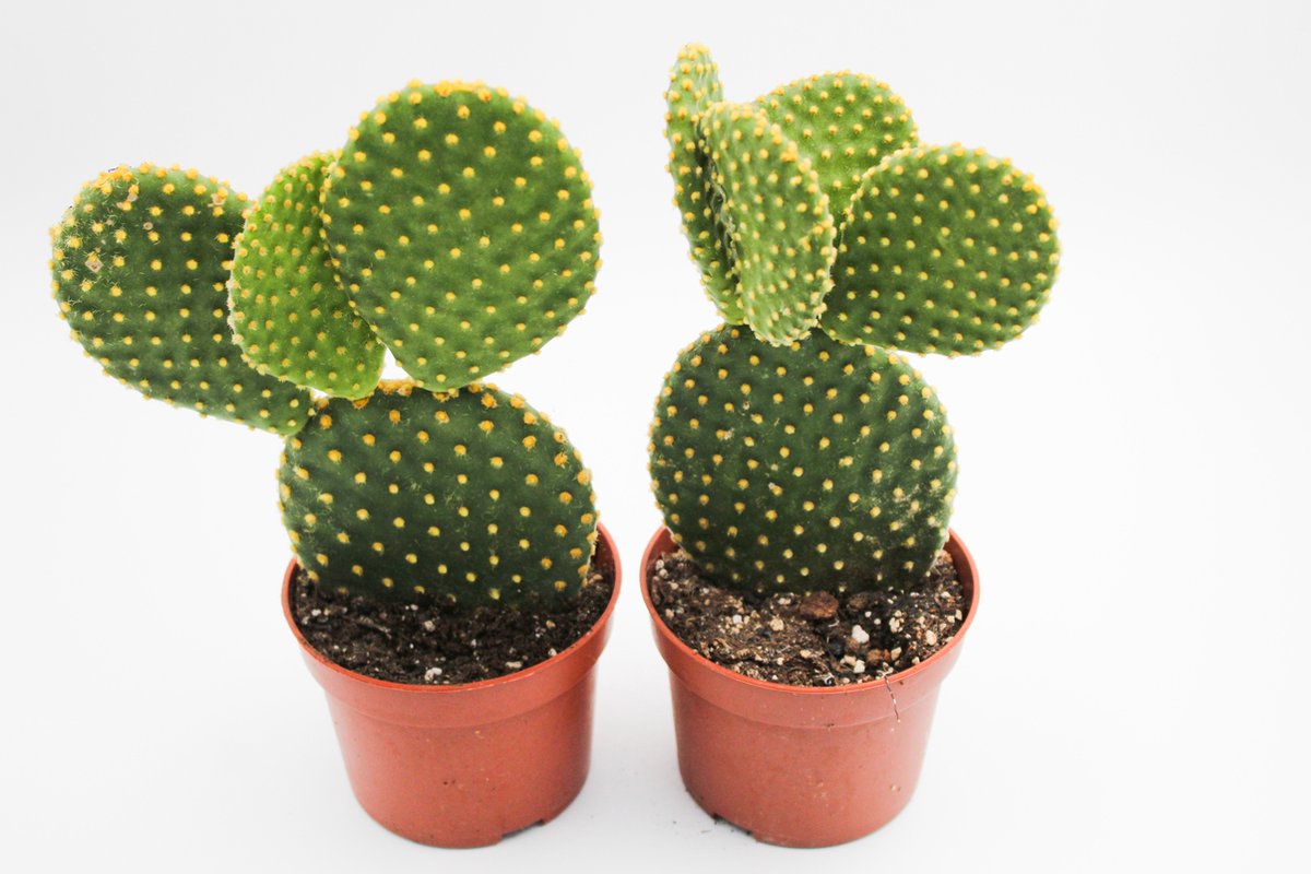 Ikhebeencactus Opuntia microdasys | Micky Mouse cactus | 2 stuks | Ø 8,5 cm | 16-20 cm