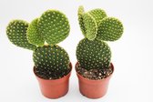 Ikhebeencactus Opuntia microdasys | Micky Mouse cactus | 2 stuks | Ø 8,5 cm |  24 cm
