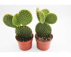 Ikhebeencactus Opuntia microdasys | Micky Mouse cactus | 2 stuks | Ø 8,5 cm | 16-20 cm
