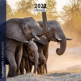 Olifanten Kalender 2022
