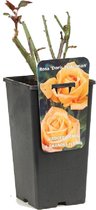Rosa 'Doris Tysterman' - Grootbloemige roos, Pot 3.5L, 40 cm: Levendige oranje bloemen, sterk en gezond.