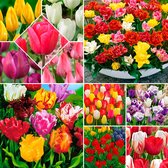 480x Tulp Tulipa - Mix 'Colorful Tulips' - meerkleurig - 480 stuks