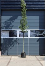 Sierpeer | Pyrus calleryana Chanticleer