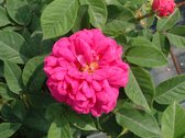 Rose de Rescht | Struikroos | Sterke geur | Doorbloeiend