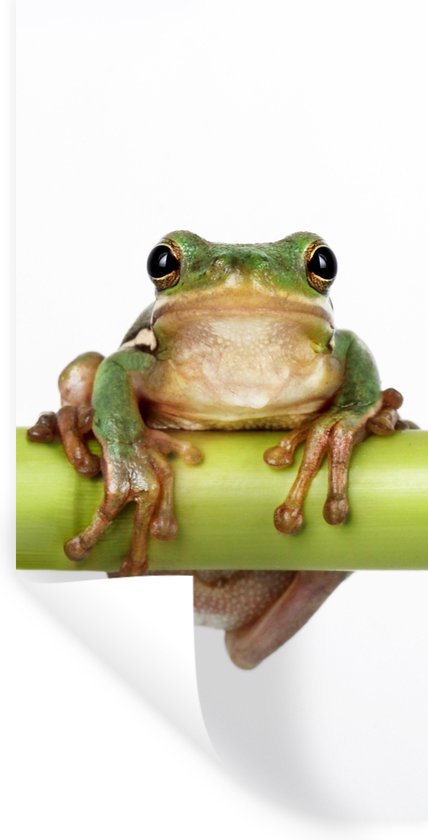 Stickers muraux - Feuille Autocollant - Grenouille - Bamboe - Wit - 20x40 cm - Film Adhésif - Stickers muraux Chambre Enfant - Papier Peint Auto Adhésif