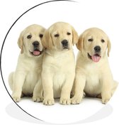 WallCircle - Wandcirkel - Muurcirkel - Schattige Labrador Retriever puppy's - Aluminium - Dibond - ⌀ 90 cm - Binnen en Buiten