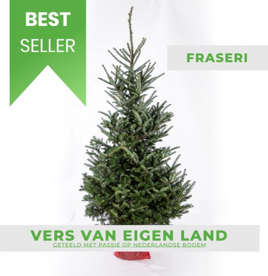 DENNEVERLO - Fraseri kerstboom 100–125 cm – Duurzaam gekweekt in Nederland – Bijna geen naalduitval – Zachte naalden – Herplantbaar – Compact formaat voor binnen of buiten