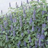 Agastache rugosa 'Little Adder' - Anijsplant, Dropplant - Planthoogte: 10 cm - Pot 17 cm (2 liter)