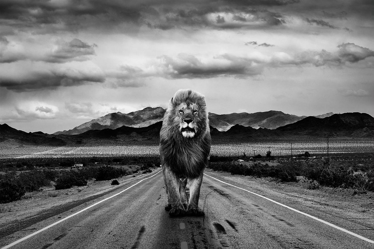 Lonely roads II – 90cm x 60cm - Fotokunst op PlexiglasⓇ incl. certificaat & garantie.