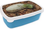 Broodtrommel Blauw - Lunchbox - Brooddoos - Dier - Kameleon - Ei - 18x12x6 cm - Kinderen - Jongen