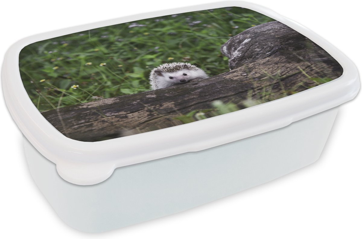 Broodtrommel Wit - Lunchbox - Brooddoos - Kleine egel op boomstronk - 18x12x6 cm - Volwassenen