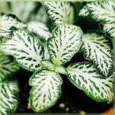 Fittonia verschaffeltii - kamerplanten - White Tiger - mozaïekplant - nerve plant- plantje