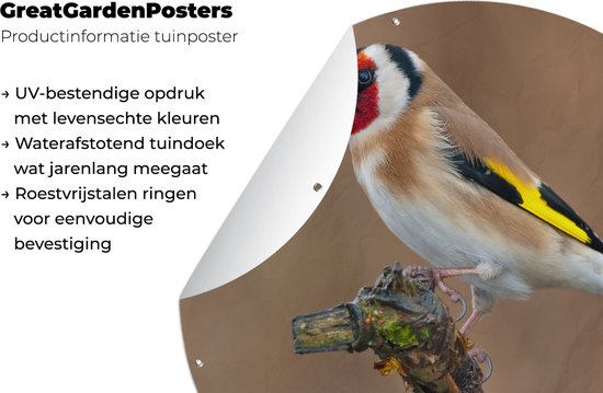 Cercle de jardin Gros plan d'un chardonneret coloré sur une fine branche - 150x150 cm - Poster de jardin rond - Extérieur