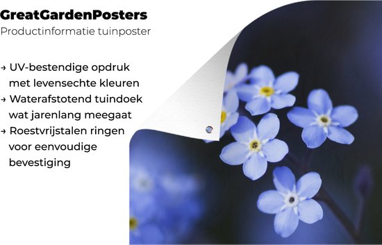 Affiche de jardin Gros plan d'un myosotis - 30x60 cm