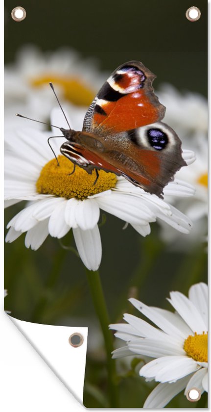 Tuinposter Dagpauwoog vlinder met madeliefjes - 30x60 cm - Tuindoek - Buitenposter