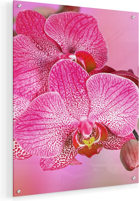 Artaza Glasschilderij - Roze Orchidee Bloemen - 40x50 - Plexiglas Schilderij - Foto op Glas