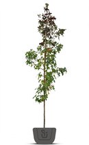 Leilaurier | Groenblijvende leiprunus | Stamomtrek: 10-12 cm | Stamhoogte: 200 cm | Rek: 150 cm