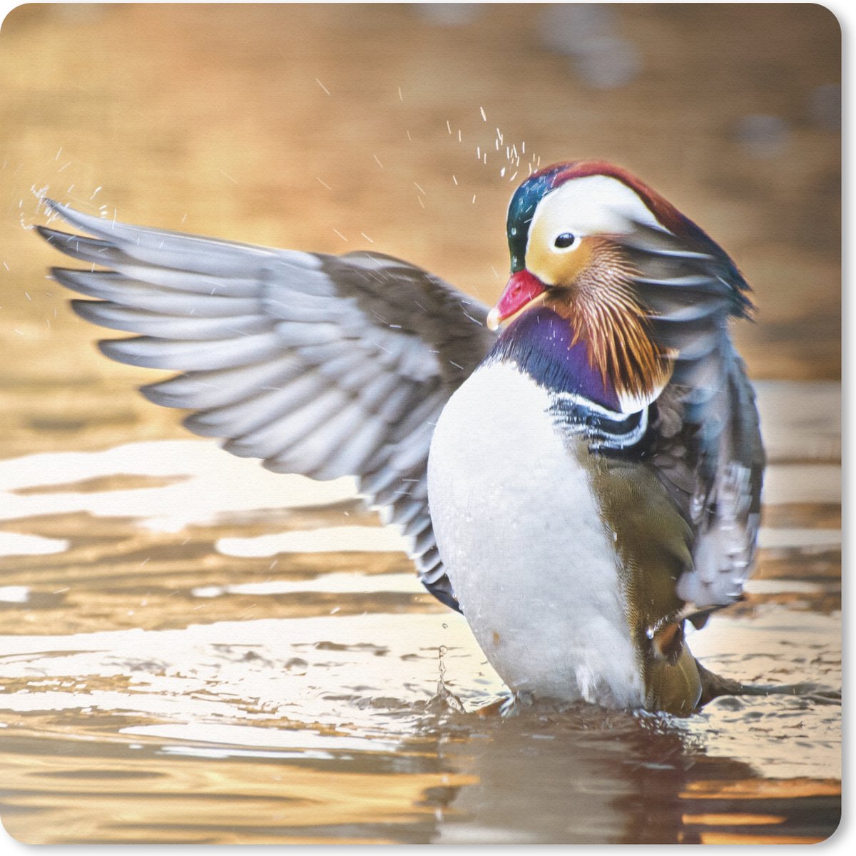 Muismat 30x30 cm - Mousepad Eend - Dier - Water - Herfst - Muismatten