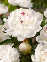 5x Pioenroos 'Paeonia festiva maxima'  bloembollen met bloeigarantie