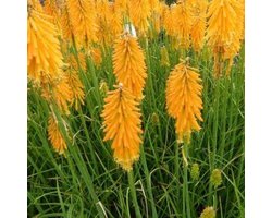 3x Kniphofia 'Mango Popsicle'® - Vuurpijl - Pot 9x9 cm