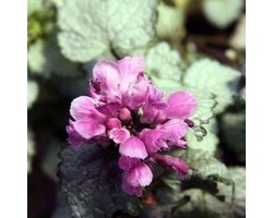 6x Lamium maculatum ‘Beacon Silver’ - Dovenetel - Pot 9x9 cm