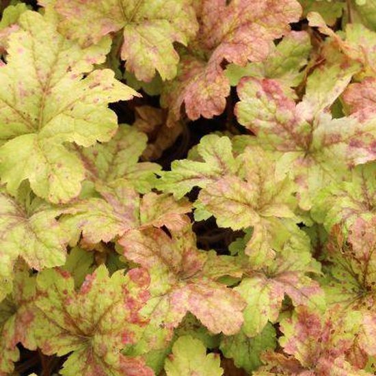 3x Heucherella 'Alabama Sunrise'® - Schuimklokje - Pot 9x9 cm