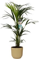 Hellogreen Kamerplant - Kentia Palm - 100 cm - ELHO sierpot Vibes Fold Botergeel